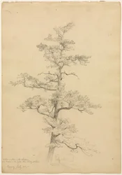 Pine Tree, Conway, New Hampshire (recto), Landscape and Tree Studies (verso), c. 1851