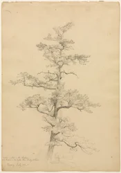 Pine Tree, Conway, New Hampshire (recto), c. 1851