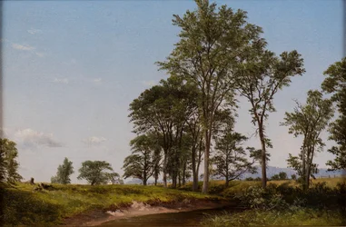 Young Elms