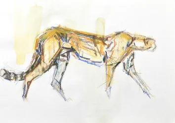 Cheetah, 2020