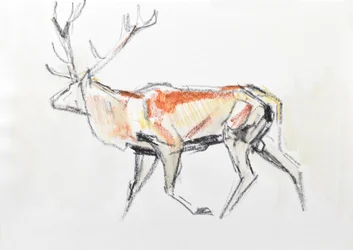 Red Deer Stag