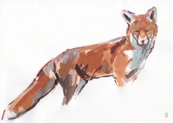 Red Fox