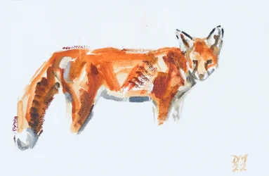 Red Fox