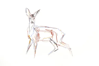 Roe Deer Young