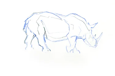 White Rhinoceros