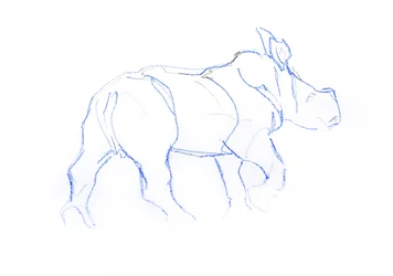 White Rhinoceros calf