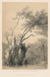 The Holy Tree of Metereeah