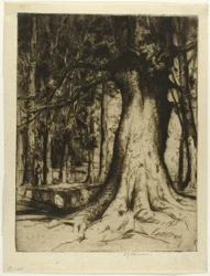 The Sycamore