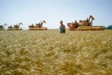 A farmer walks through waist-high wheat as combines churn behind him. Partridge, Kansas.