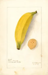 Bananas (Platano Morado)