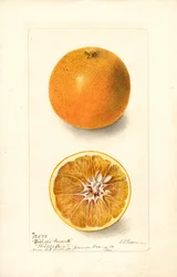 Oranges (Bishops Favorite)