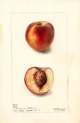 Peaches (Hiley)