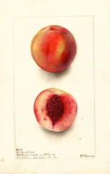 Peaches (Johnsons Early)