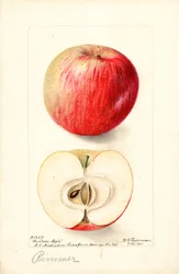 Rimmer Apples
