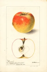 Tecumseh Apples