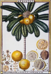 Aerostat (Theophrasta aculeata), from Florindie ou Histoire physico-economique des vegetaux de la Torride