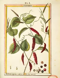 Black pepper corn (Piper nigrum), watercolour by Delahaye