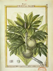 Breadfruit (Artocarpus altilis), watercolour by Delahaye