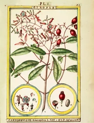 Clove (Caryophyllus Aromaticus), watercolour by Delahaye