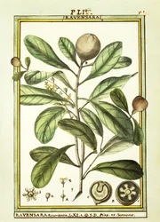 Cryptocarya Aromatica, watercolour by Delahaye
