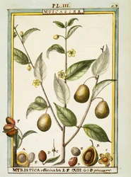Nutmeg (Myristica fragrans or officinalis), watercolour by Delahaye