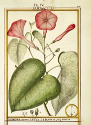 Pink Morning Glory (Ipomoea Carnea), watercolour by Delahaye