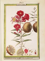 Pomegranate (Punica granatum)