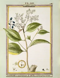 True Cinnamon (Cinnamomum Verum), watercolour by Delahaye