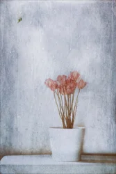 Delicate Dried Flowers