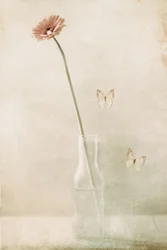Delicate Gerbera Butterfly Dream