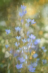 Dreamy Blue Butterflies