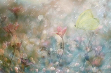 Dreamy Butterfly Garden