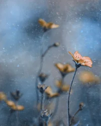 Dreamy Orange Blooms