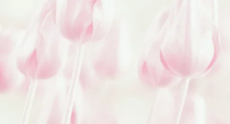 Dreamy Pastel Tulips