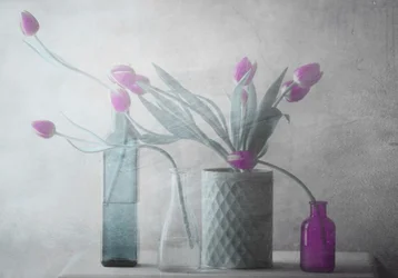 Dreamy Purple Tulips