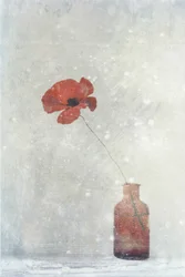 Dreamy Red Poppy