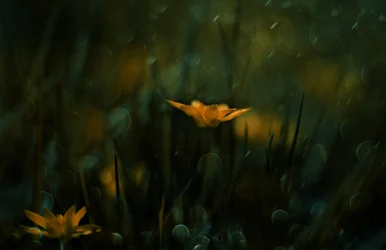 Dreamy Yellow Blooms