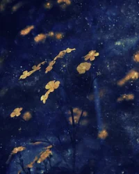 Golden Blossoms Night Sky