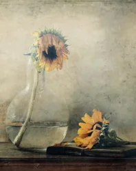 Golden Fading Sunflowers