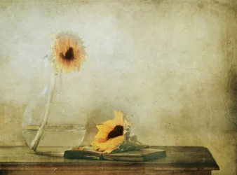 Quiet Autumn Sunflowers