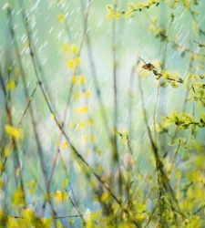 Rainy Spring Butterfly