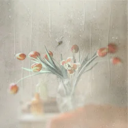 Rainy Window Tulips