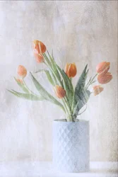 Soft Orange Tulips