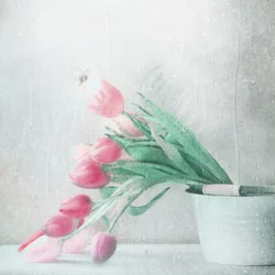 Soft Pink Tulips Rain