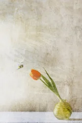 Soft Tulip And Bee
