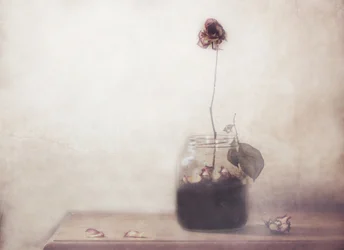 Solitary Faded Rose