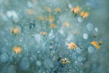 Sparkling Yellow Blooms