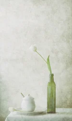 White Tulip Still Life