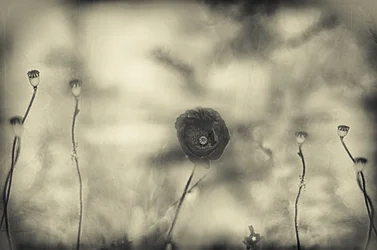 Faded Poppy Dream