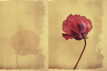 Vintage Poppy Dream